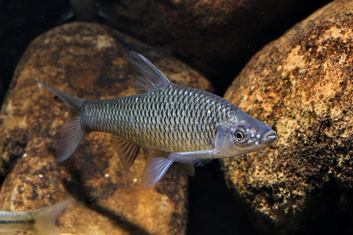 Pseudorasbora parva