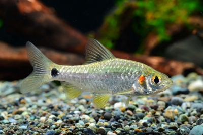 Puntius sophore Cyprinidae