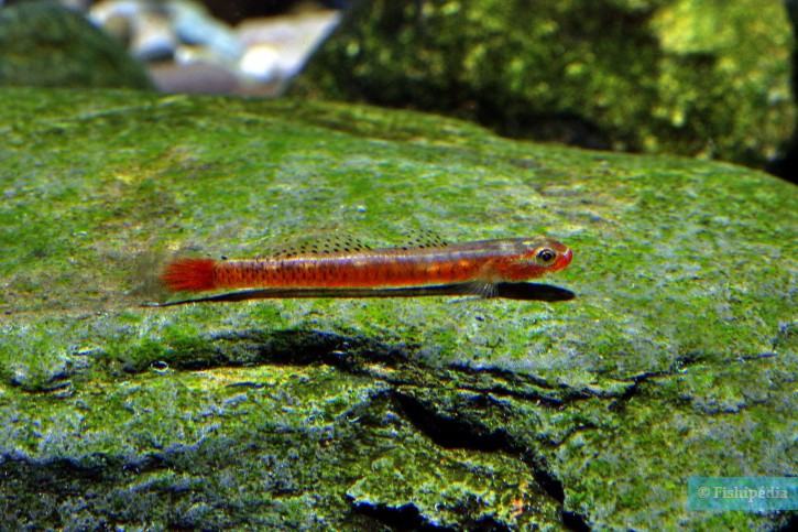 Stiphodon surrufus