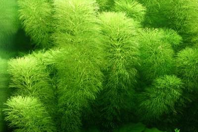 Limnophila aquatica Scrophulariaceae