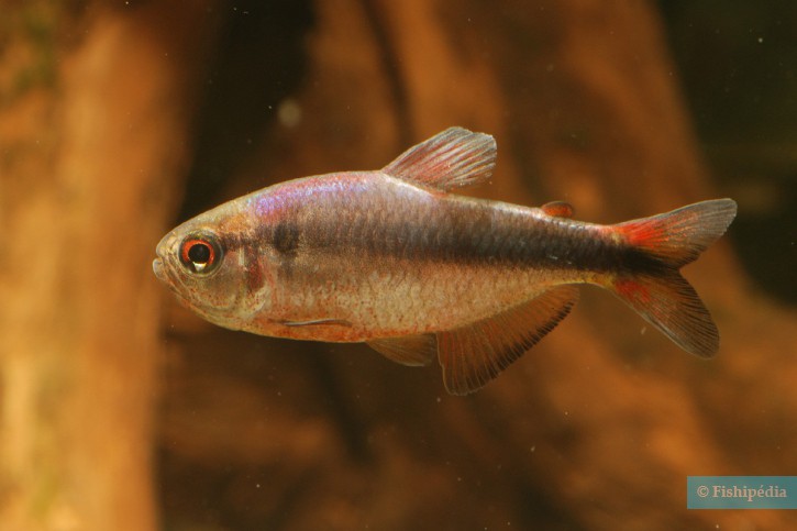 Hyphessobrycon melanostichos