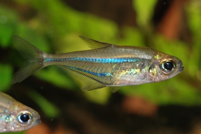 Heterocharax macrolepis Acestrorhynchidae