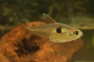 Hemigrammus arua