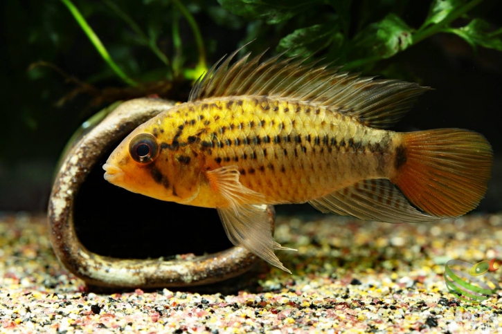 Apistogramma guttata