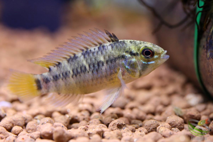 Apistogramma pedunculata