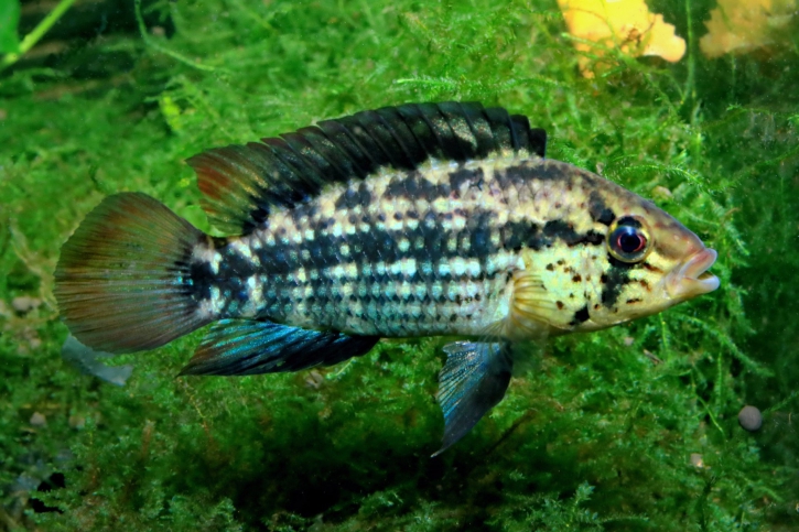 Apistogramma kullanderi