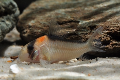 Corydoras adolfoi Callichthyidae