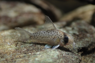 Corydoras atropersonatus Callichthyidae