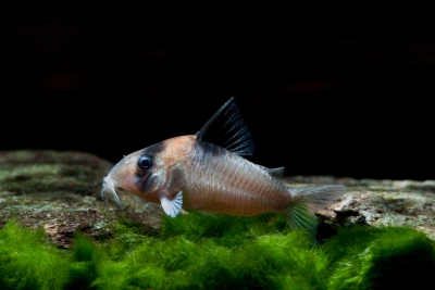 Corydoras burgessi Callichthyidae