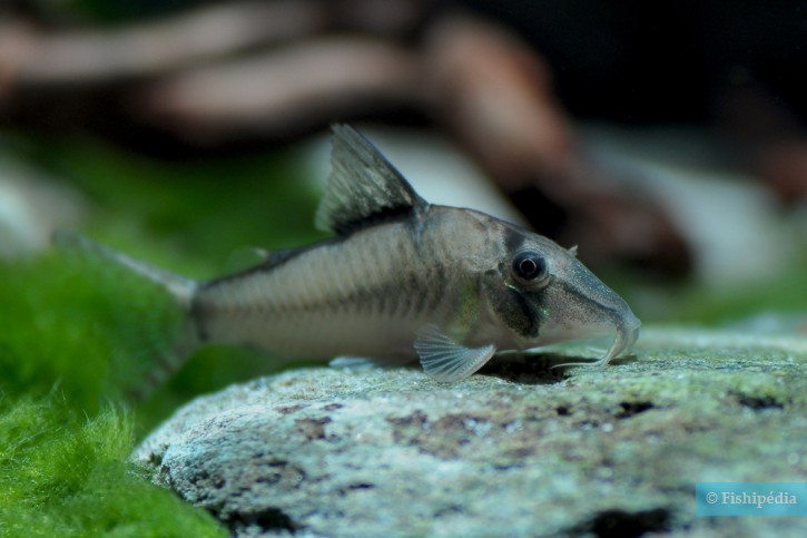 Corydoras cortesi