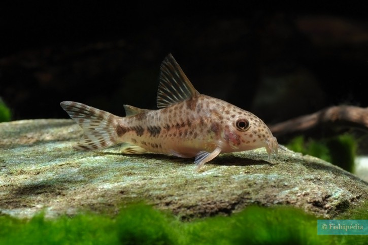 Corydoras diphyes