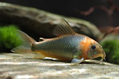 Corydoras eques Callichthyidae