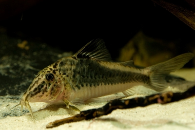 Corydoras fowleri Callichthyidae