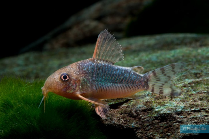 Corydoras gossei