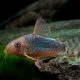 picture of Corydoras gossei