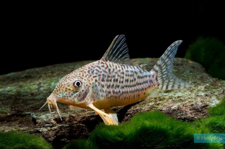 Corydoras haraldschultzi