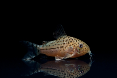 Corydoras knaacki Callichthyidae