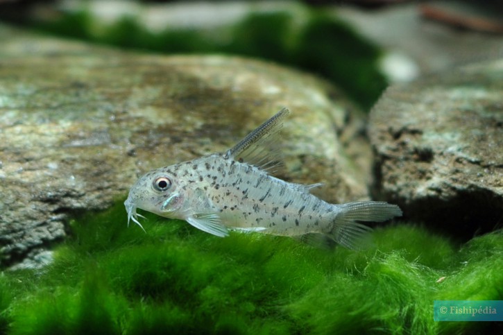 Corydoras loretoensis