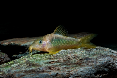 Corydoras melanotaenia Callichthyidae
