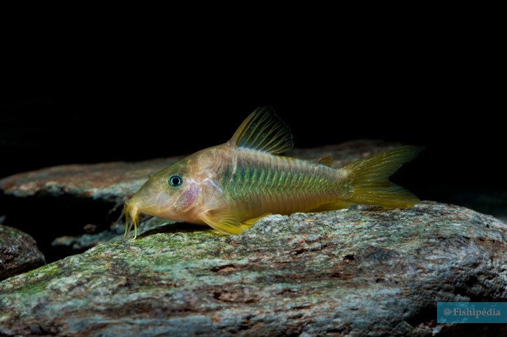 Corydoras melanotaenia