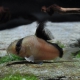 picture of Corydoras metae