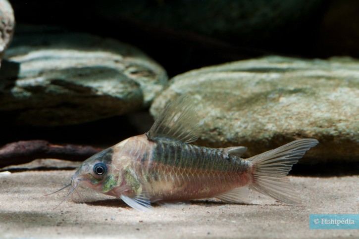 Corydoras nijsseni