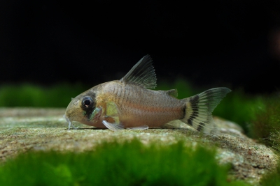 Corydoras oiapoquensis Callichthyidae