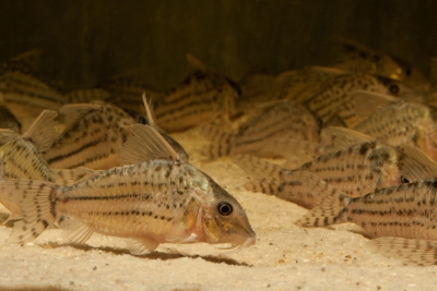 Corydoras ornatus Callichthyidae