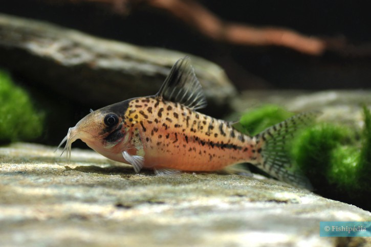 Corydoras orphnopterus