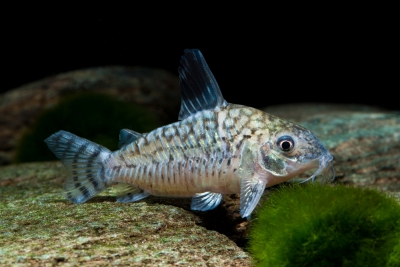 Corydoras reticulatus Callichthyidae