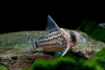 Corydoras schwartzi Callichthyidae