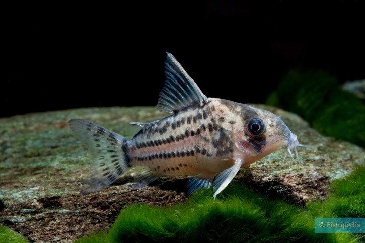 Corydoras schwartzi