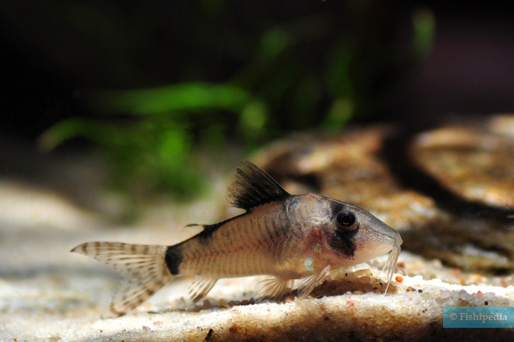 Corydoras simulatus