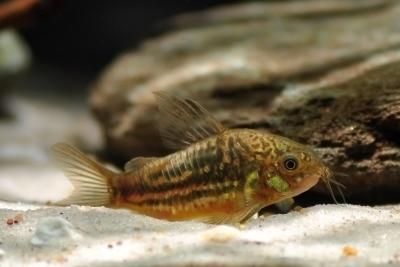 Corydoras undulatus Callichthyidae
