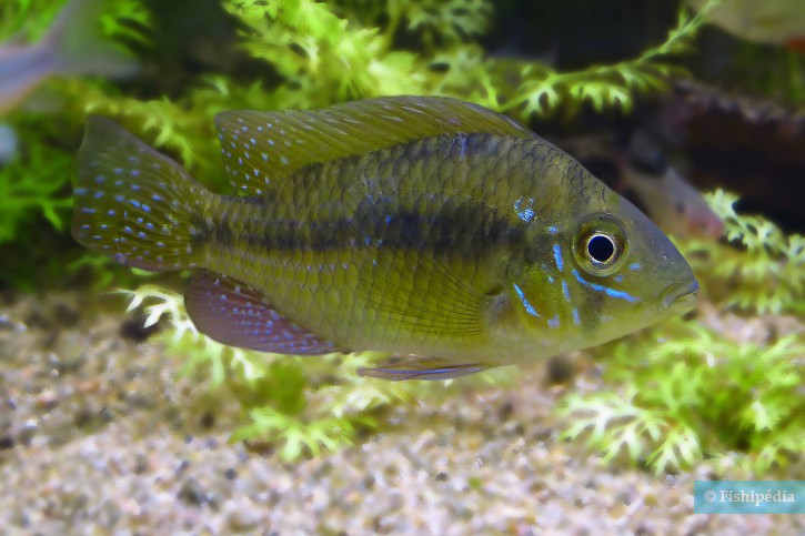 Gymnogeophagus meridionalis