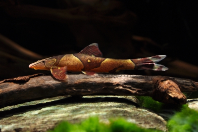 Homaloptera confuzona Balitoridae