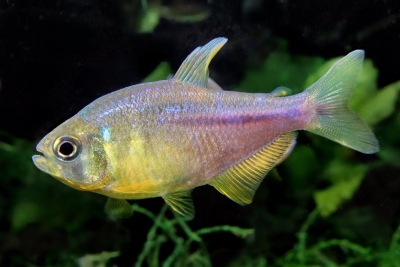 Hyphessobrycon itaparicensis Characidae