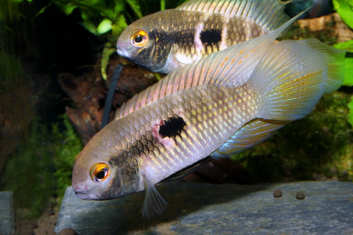 Laetacara fulvipinnis