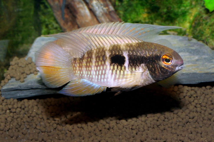 Laetacara fulvipinnis