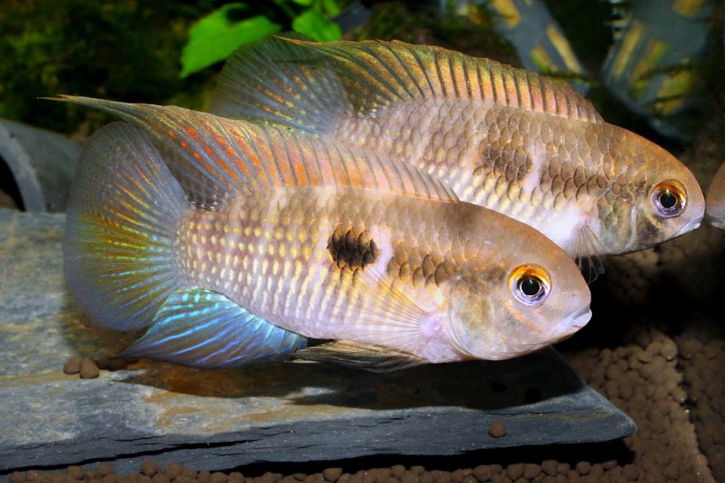 Laetacara fulvipinnis