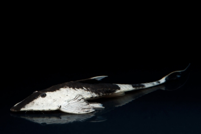 shitari Loricariidae