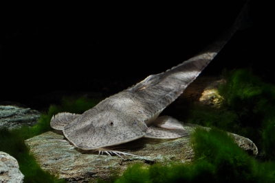Pseudohemiodon laticeps Loricariidae