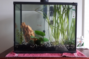 First aquarium