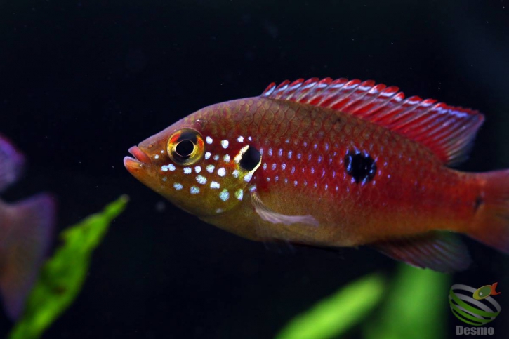 Rubricatochromis lifalili