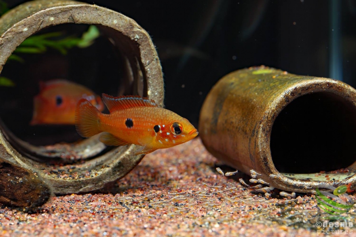 Rubricatochromis lifalili