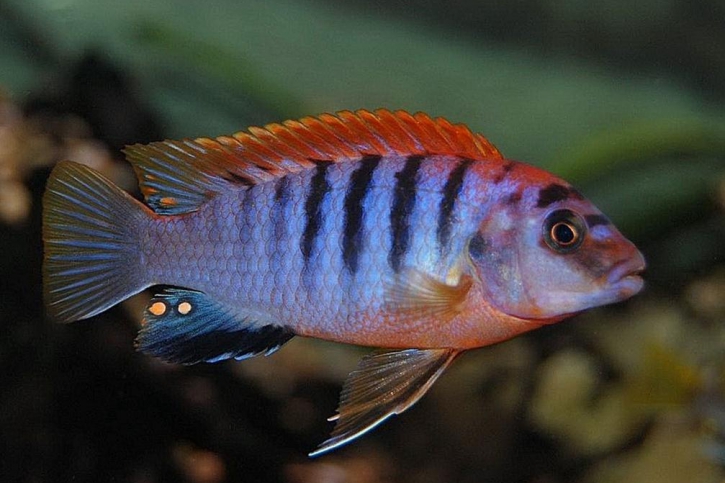 LABIDOCHROMIS SP