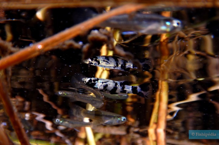 Gambusia holbrooki - eastern mosquitofish