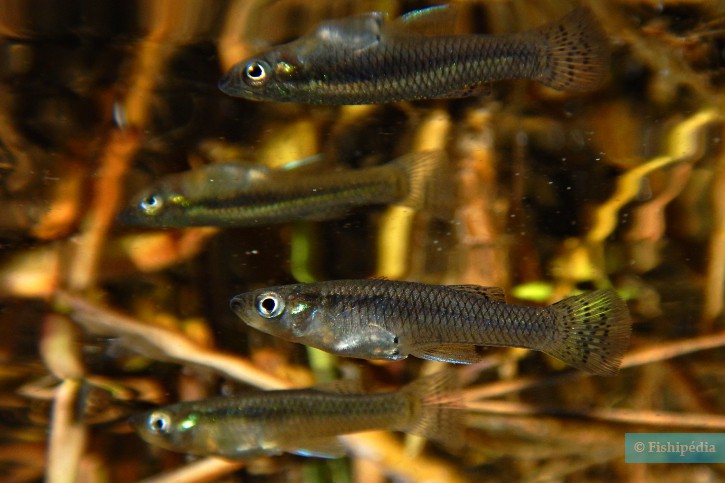 Gambusia holbrooki - eastern mosquitofish