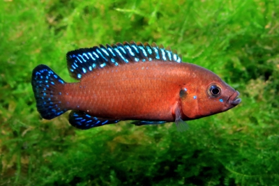joyau rouge du lac turkana Cichlidae