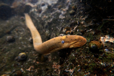 ohio lamprey Petromyzontidae
